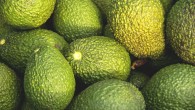 Pacheco et al. investigated the impact of two levels of avocado allotment, plus a standard nutrition education intervention on the nutritional status of Hispanic/Latino families. Image credit: Sandid.