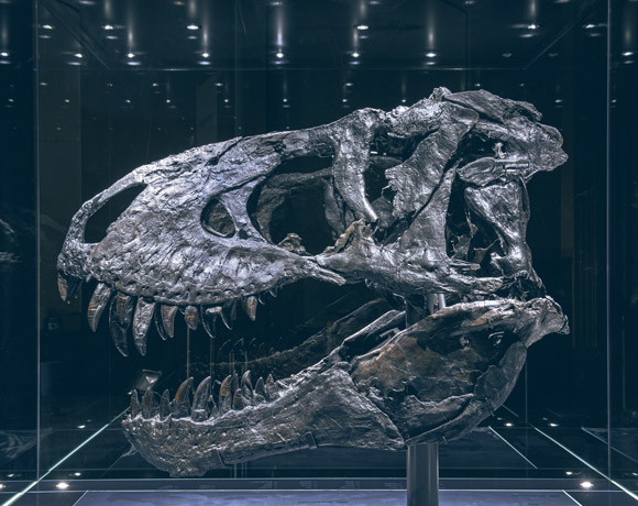 The skull of ‘Tristan Otto.’ Image credit: Hamm.
