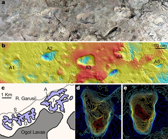 Laetoli location and site rediscovery: (a) a model of Laetoli site A generated using photogrammetry showing the five hominin footprints; (b) corresponding contour map of the site generated from a 3D surface scan with scale bar; (c) map of Laetoli localities 7 and 8, indicating the positions of bipedal trackways A, G and S; (d, e) topographical maps of the two best preserved A footprints, A2 (d) and A3 (e). Image credit: McNutt et al., doi: 10.1038/s41586-021-04187-7.