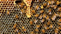 Western honeybees (Apis mellifera). Image credit: PollyDot.