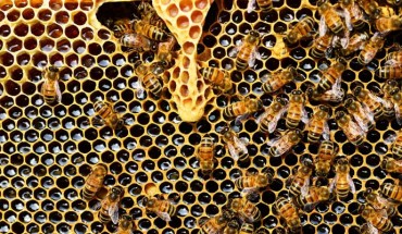 Western honeybees (Apis mellifera). Image credit: PollyDot.