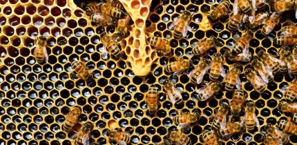 Western honeybees (Apis mellifera). Image credit: PollyDot.