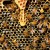 Western honeybees (Apis mellifera). Image credit: PollyDot.