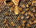 Western honeybees (Apis mellifera). Image credit: PollyDot.