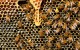 Western honeybees (Apis mellifera). Image credit: PollyDot.