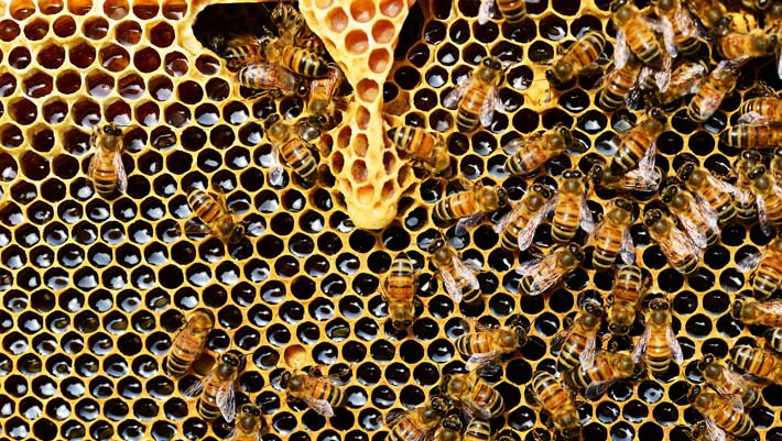 Honeybees Can Process Numerical Information, New Study Confirms