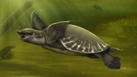 An artist’s impression of a pig-nosed turtle. Image credit: Monash University.
