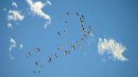 Delhey et al. demonstrate a general association between lightness and migratory behavior across all birds; their results confirm previous findings reporting a correlation between plumage lightness and migration, where the authors of those studies speculated that lighter plumage in migratory birds may be used in competition for territories; instead, Delhey et al. suggest thermoregulation as an alternative explanation that fits with the reported changes in migration altitude between night and day. Image credit: Frauke Riether.
