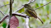 The olivaceous flatbill (Rhynchocyclus olivaceus). Image credit: Hector Bottai / CC BY 4.0.