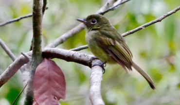 The olivaceous flatbill (Rhynchocyclus olivaceus). Image credit: Hector Bottai / CC BY 4.0.