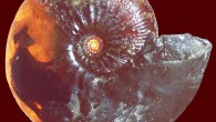 Backlit shell of Sigaloceras enodatum with visible organs. Image credit: Cherns et al., doi: 10.1130/G49551.1.
