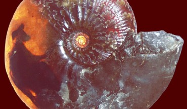 Backlit shell of Sigaloceras enodatum with visible organs. Image credit: Cherns et al., doi: 10.1130/G49551.1.