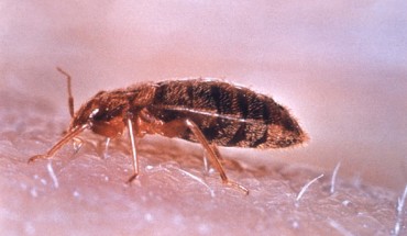 Gaire et al. demonstrate that substrates conditioned by human skin or treated with compounds from human skin can prevent bed bug arrestment. Image credit: CDC / World Health Organization.