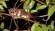 The Adler’s mouse opossum (Marmosa adleri) is much smaller than its sister species (pictured here), the Alston’s mouse opossum (Marmosa alstoni). Image credit: Victor Acosta.