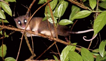 The Adler’s mouse opossum (Marmosa adleri) is much smaller than its sister species (pictured here), the Alston’s mouse opossum (Marmosa alstoni). Image credit: Victor Acosta.