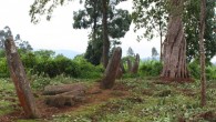 The megalithic stele monument at the archeological site of Sakaro Sodo in Gedeo zone, Ethiopia. Image credit: Andrew Duff.