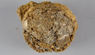 The 2,400-year-old tea residue from a bowl found in the ancient capital of the Zhu Kingdom in Zoucheng, Shandong province, China. Image credit: Jiang et al., doi: 10.1038/s41598-021-95393-w.
