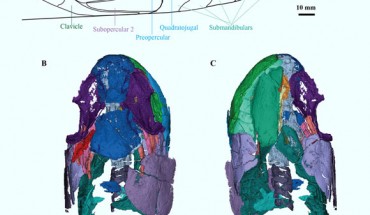 Cladarosymblema narrienense: (A) lateral head reconstruction of Cladarosymblema narrienense; color-coded as follows: dermal skull roof (dark blue), cheek (light blue), lower jaw (pale green), opercular series (purple), and pectoral (dark green); bones marked with ‘?’ remain unknown in this species; (B-E) micro-CT 3D rendering of all segmented bones in the holotype. Image credit: Clement et al., doi: 10.7717/peerj.12597.