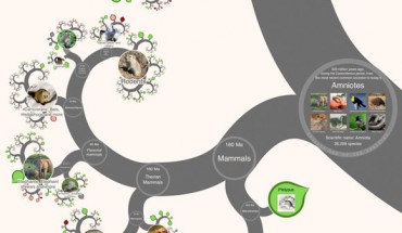 Screenshot from the OneZoom tree of life explorer with leaves colored according to extinction risk and showing the ‘spiral’ view of the tree. Image credit: OneZoom.