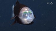 The barreleye fish (Macropinna microstoma). Image credit: MBARI.