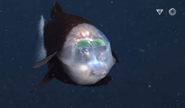 The barreleye fish (Macropinna microstoma). Image credit: MBARI.