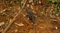Crocidura pallida, one of the 14 new species discovered by Esselstyn et al. Image credit: Kevin Rowe.