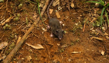 Crocidura pallida, one of the 14 new species discovered by Esselstyn et al. Image credit: Kevin Rowe.