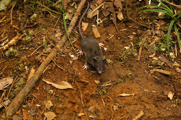 Crocidura pallida, one of the 14 new species discovered by Esselstyn et al. Image credit: Kevin Rowe.