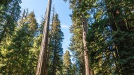 Coast redwoods (Sequoia sempervirens) on U.S. Route 199 in California, the United States. Image credit: Acroterion / CC BY-SA 3.0.