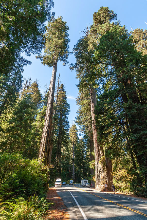 Coast redwoods (Sequoia sempervirens) on U.S. Route 199 in California, the United States. Image credit: Acroterion / CC BY-SA 3.0.
