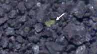 A carbonate-rich grain in the sample of material from the near-Earth asteroid Ryugu. Image credit: Pilorget et al., doi: 10.1038/s41550-021-01549-z.