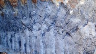 The 326-million-year-old fossilized section of the giant millipede Arthropleura, found in a sandstone boulder in the north of England. Image credit: Neil Daves.
