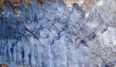 The 326-million-year-old fossilized section of the giant millipede Arthropleura, found in a sandstone boulder in the north of England. Image credit: Neil Daves.