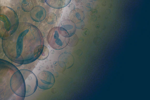 An artist’s conception of the aerial biosphere in the cloud layers of Venus. In this picture, hypothetical microbial life in the clouds of Venus resides inside protective cloud particles and is carried by winds around the planet. Image credit: J. Petkowska.