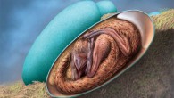 An artist’s reconstruction of the oviraptorosaur egg and embryo from the Hekou Formation, Ganzhou, Jiangxi province, southern China. Image credit: Julius Csotonyi.