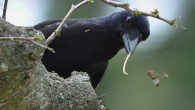 New Caledonian crows (Corvus moneduloides) are particularly careful when handling their most valuable tools. Image credit: James St Clair.