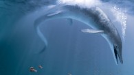 A life recreation of Cymbospondylus youngorum stalking the Nevadan oceans of the Late Triassic epoch, some 246 million years ago. Image credit: Stephanie Abramowicz.