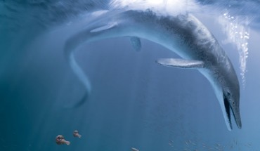 A life recreation of Cymbospondylus youngorum stalking the Nevadan oceans of the Late Triassic epoch, some 246 million years ago. Image credit: Stephanie Abramowicz.