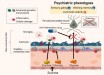 Hirai et al. demonstrated that a high-sucrose diet during adolescence induces psychosis-related behavioral endophenotypes, including hyperactivity, poor working memory, impaired sensory gating, and disrupted interneuron function in mice deficient for GLO1, an enzyme involved in detoxification of sucrose metabolites. Image credit: Tokyo Metropolitan Institute of Medical Science.