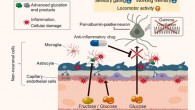 Hirai et al. demonstrated that a high-sucrose diet during adolescence induces psychosis-related behavioral endophenotypes, including hyperactivity, poor working memory, impaired sensory gating, and disrupted interneuron function in mice deficient for GLO1, an enzyme involved in detoxification of sucrose metabolites. Image credit: Tokyo Metropolitan Institute of Medical Science.