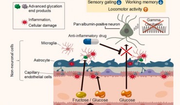 Hirai et al. demonstrated that a high-sucrose diet during adolescence induces psychosis-related behavioral endophenotypes, including hyperactivity, poor working memory, impaired sensory gating, and disrupted interneuron function in mice deficient for GLO1, an enzyme involved in detoxification of sucrose metabolites. Image credit: Tokyo Metropolitan Institute of Medical Science.