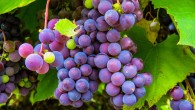 Grapes (Vitis vinifera). Image credit: Gerhard G.