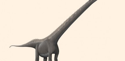 Life restoration of Mamenchisaurus youngi, the best-known member of the family Mamenchisauridae. Image credit: Steveoc 86 / CC BY-SA 2.5.