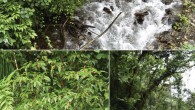 Habitat and large-sized plant of Begonia giganticaulis: (A) habitat showing plants (arrows indicate) growing along stream bank; (B) flowering plant growing along slope of valley; (C) one of the tallest individuals with Professor Dai-Ke Tian. Image credit: Dai-Ke Tian / Shi-Wei Guo / Qing-Gong Mao.