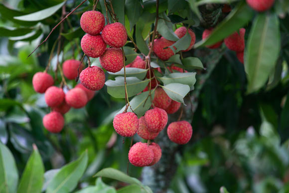 The lychee (Litchi chinensis). Image credit: Xuan Duong.