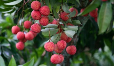 The lychee (Litchi chinensis). Image credit: Xuan Duong.