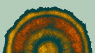Chou et al. found that Bacillus subtilis, a bacterium found in soil, creates concentric rings reminiscent of developmental stripes created by a segmentation clock; they discovered that bacterial biofilms use a clock-and-wavefront process for cell patterning similar to plants and animals. Image credit: Kwang-Tao Chou.