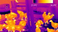 Infrared thermographic image taken from FLIR Tools, showing an aggressive encounter between two juvenile pheasants (middle right of the image). The scale at the top indicates the color coding of temperatures, while the red, upwards-pointing triangles automatically pinpoint the maximum temperature within a selection box drawn manually around each pheasant’s head. Here, the aggressor on the left (Bx1), with a maximum head temperature of 37.5 degrees Celsius, has just delivered an aggressive peck to the recipient on the right (Bx2), who has a maximum head temperature of 35.7 degrees Celsius. The background reference temperature is 26.5 degrees Celsius, taken from a white plastic drinker filled with water (Sp1), suspended above the pen floor (top left of image). Image credit: Sophia et al., doi: 10.1098/rstb.2020.0442.