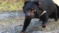 The Tasmanian devil (Sarcophilus harrisii) is one of few mammalian species to develop adaptations for scavenging. Image credit: A. Ananda.
