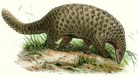 The giant pangolin (Smutsia gigantea) by Joseph Wolf.